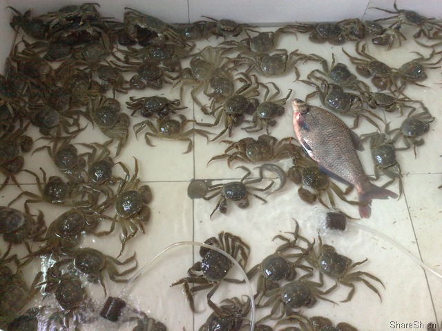 /posts/life/20091026-yangcheng-lake-crab-eating-one-day-tour-introduction/assets/boxcnyQqsPOuBP9TWJM9zILVUtf.jpg